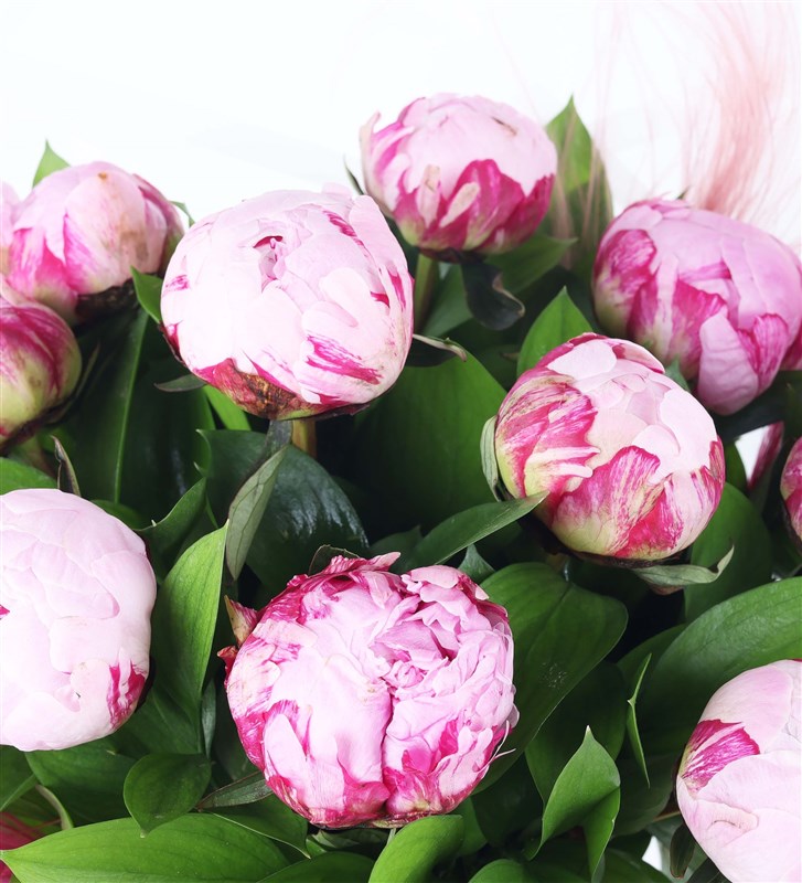 Feather Pampas and Peony Bouquet in Transparent Packaging