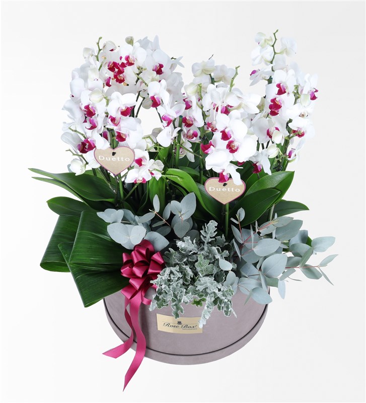 8-Stem White Duetto Orchid Arrangement