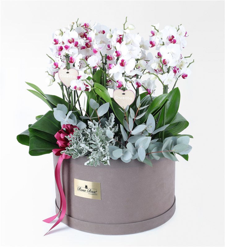 8-Stem White Duetto Orchid Arrangement