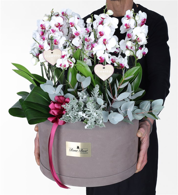 8-Stem White Duetto Orchid Arrangement