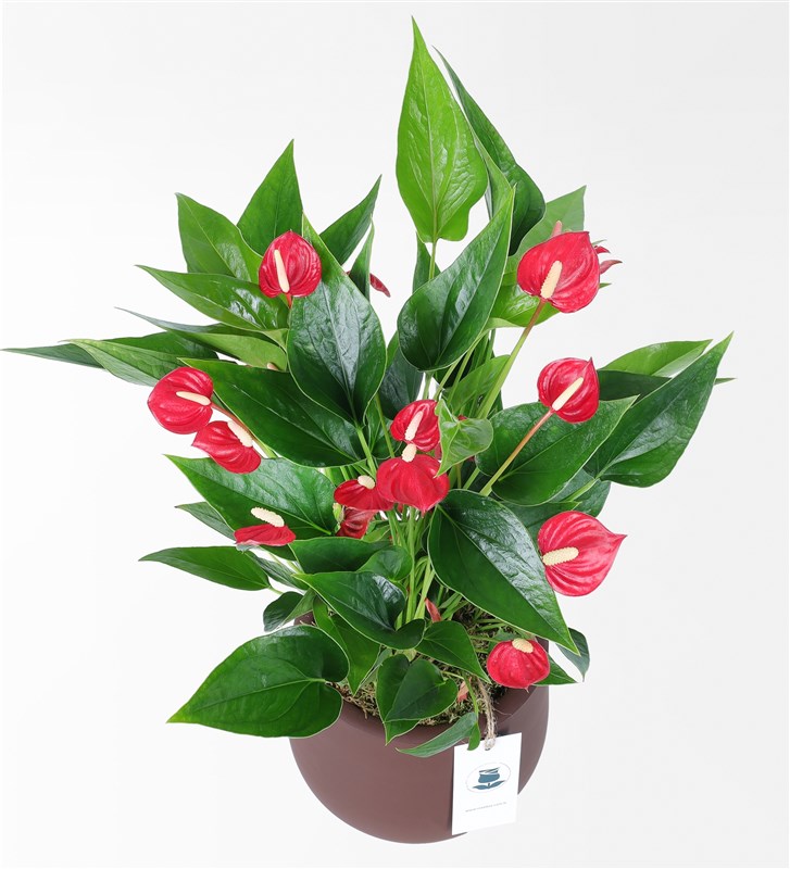 Red Multi Anthurium in a Burgundy Stone Pot