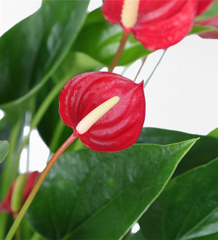 Red Multi Anthurium in a Burgundy Stone Pot