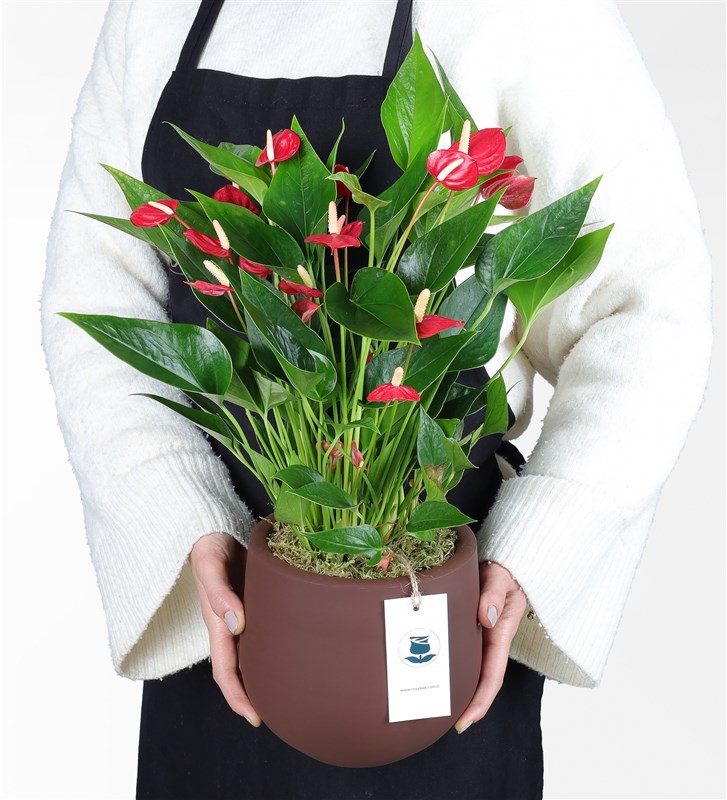 Red Multi Anthurium in a Burgundy Stone Pot
