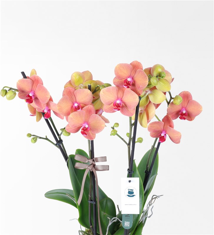 Four-branched Fire Orchid Arrangement in a Metal Pot