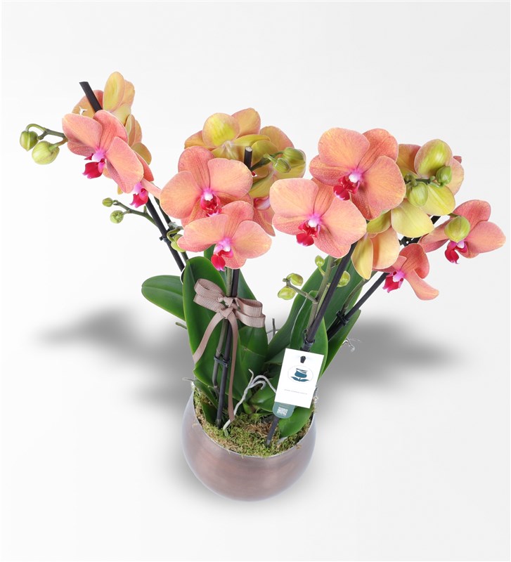 Four-branched Fire Orchid Arrangement in a Metal Pot