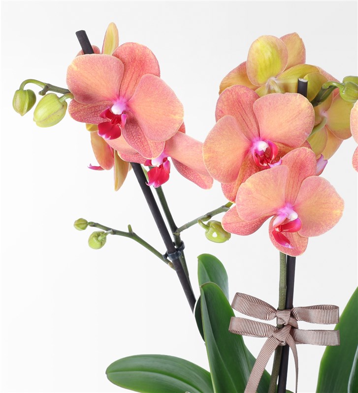 Four-branched Fire Orchid Arrangement in a Metal Pot
