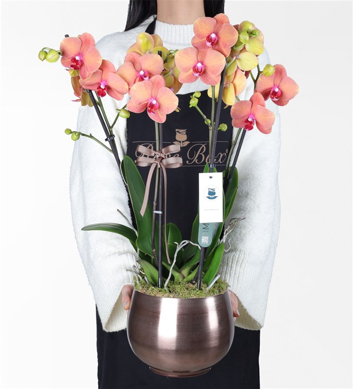 Four-branched Fire Orchid Arrangement in a Metal Pot
