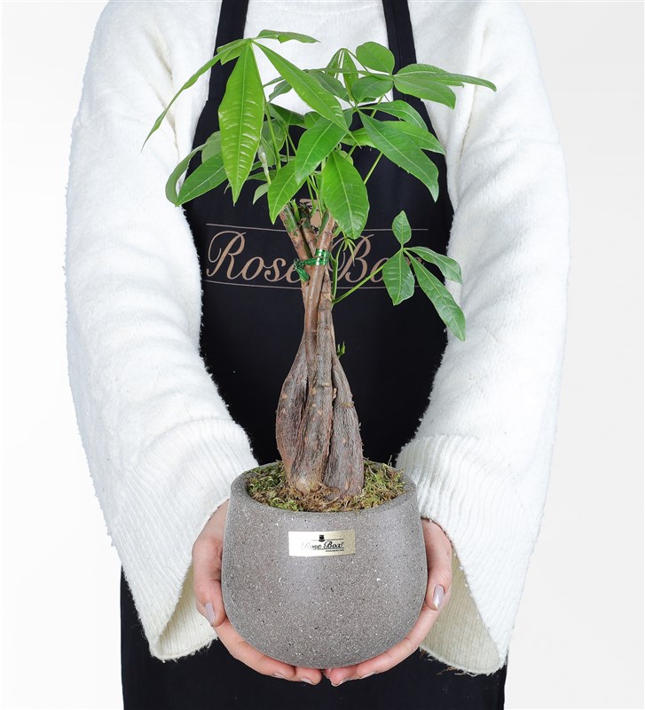Money Flower - Pachira