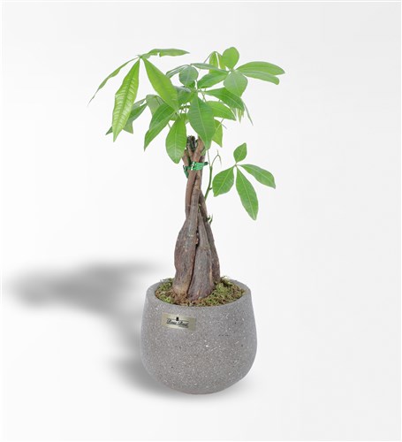 Money Flower - Pachira