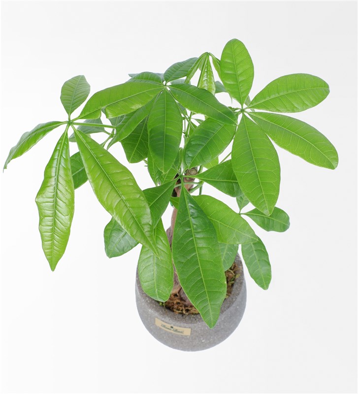 Money Flower - Pachira