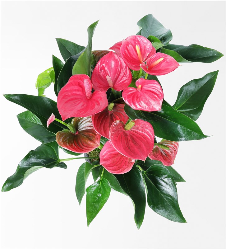 50 cm Large Anthurium in a Pot
