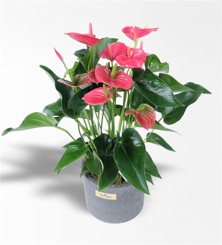 50 cm Large Anthurium in a Pot