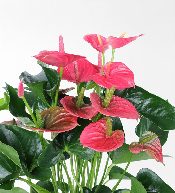 50 cm Large Anthurium in a Pot