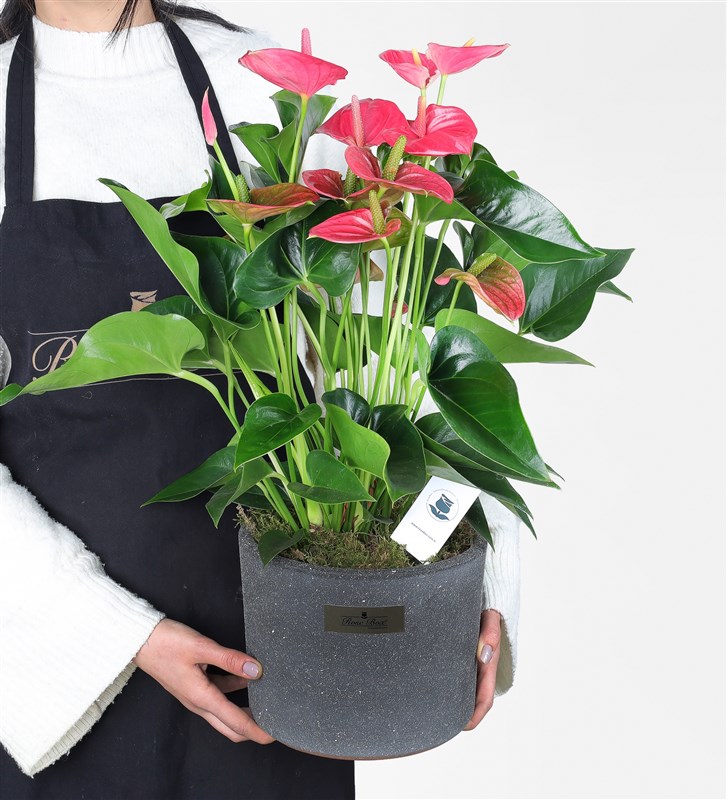 50 cm Large Anthurium in a Pot