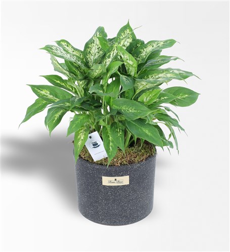 Large Diffenbachia Plant in a Pot