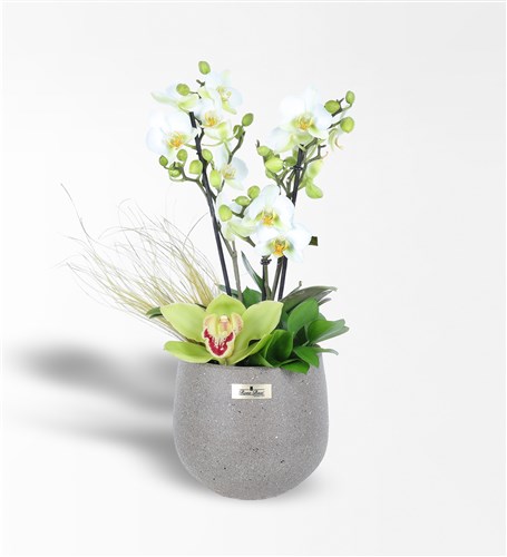 White Bougetto Orchid and Cymbidium Arrangement
