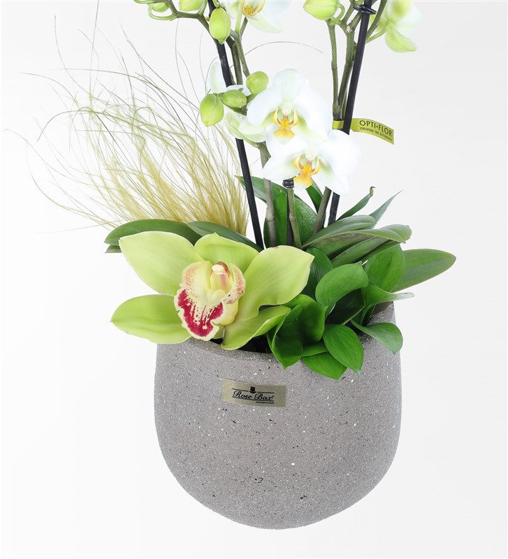 White Bougetto Orchid and Cymbidium Arrangement