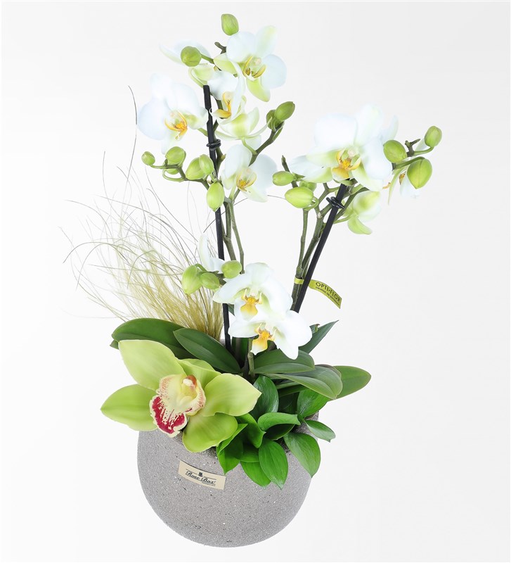 White Bougetto Orchid and Cymbidium Arrangement