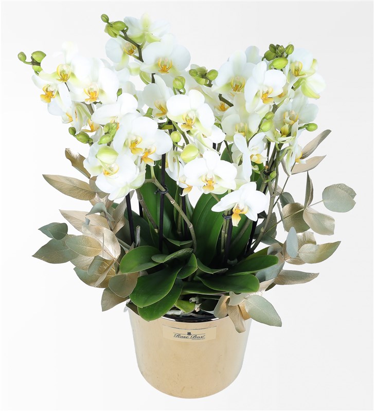 Golden Eucalyptus and Large White Bellisimo Orchid in a Gold Glass Pot
