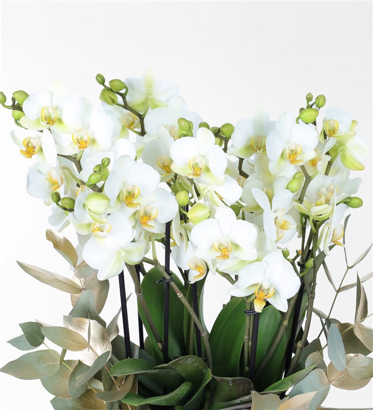 Golden Eucalyptus and Large White Bellisimo Orchid in a Gold Glass Pot
