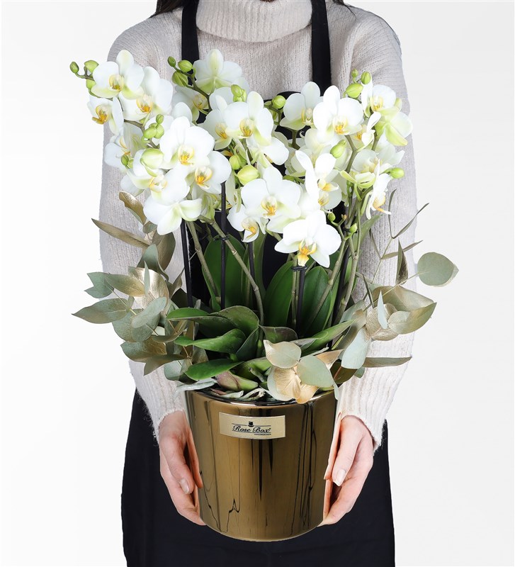 Golden Eucalyptus and Large White Bellisimo Orchid in a Gold Glass Pot