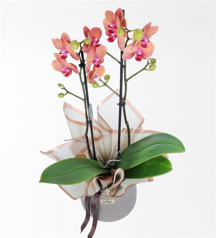 Two-branched orange orchid in a sandy concrete pot.