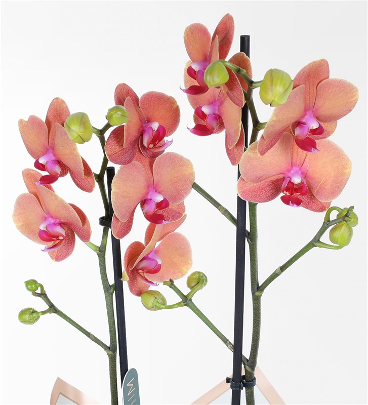Two-branched orange orchid in a sandy concrete pot.
