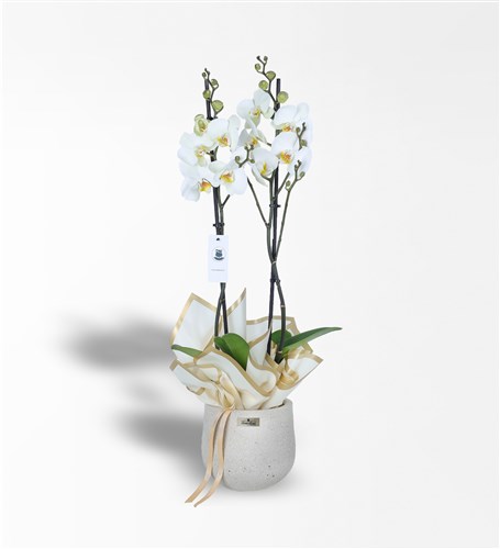 Double White Orchid in Sandy Concrete Pot