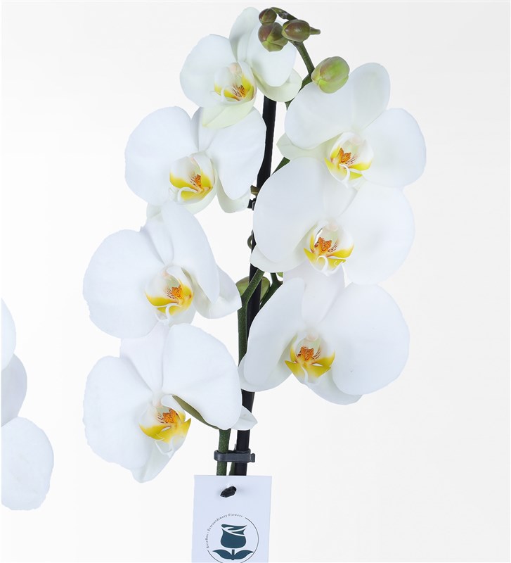 Latte Potted 2-Stem White Orchid Arrangement