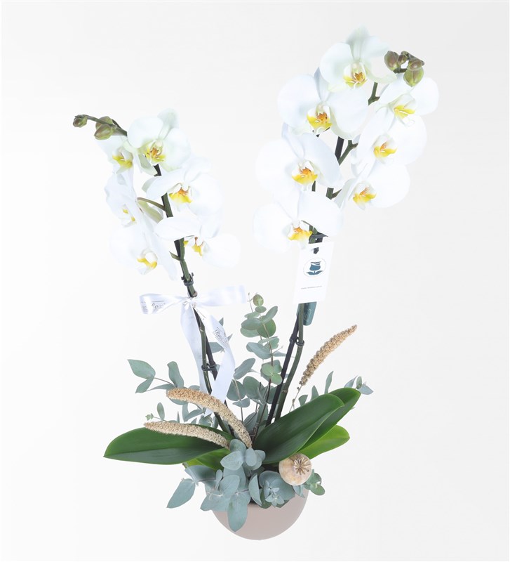 Latte Potted 2-Stem White Orchid Arrangement