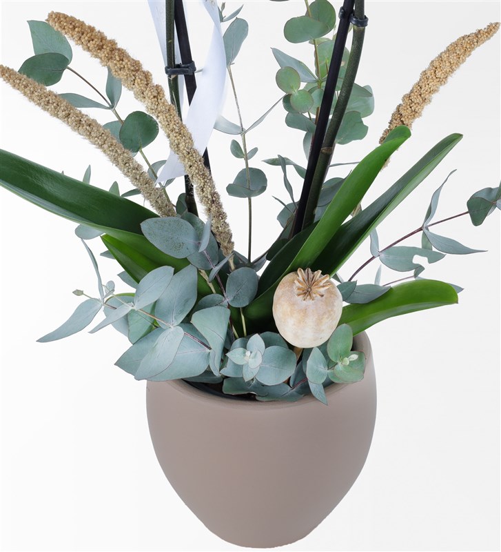 Latte Potted 2-Stem White Orchid Arrangement
