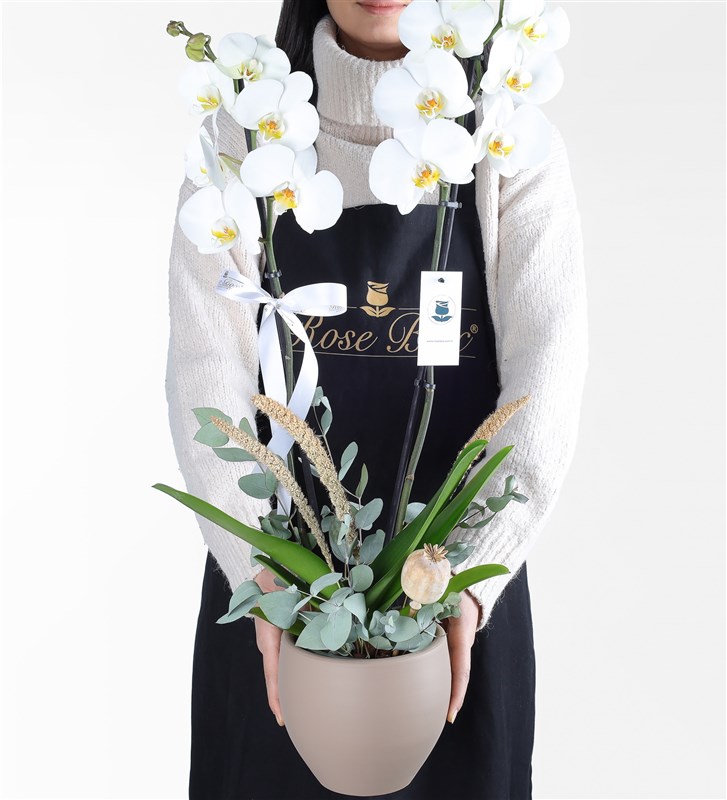 Latte Potted 2-Stem White Orchid Arrangement