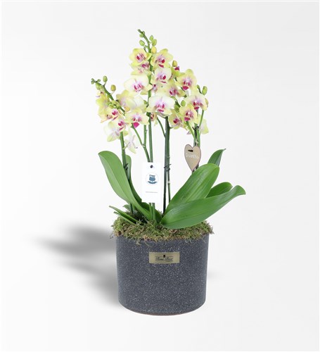 Yellow 4-Stemmed Duetto Orchid