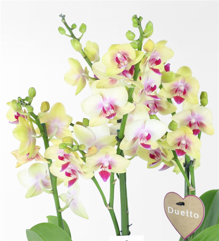 Yellow 4-Stemmed Duetto Orchid