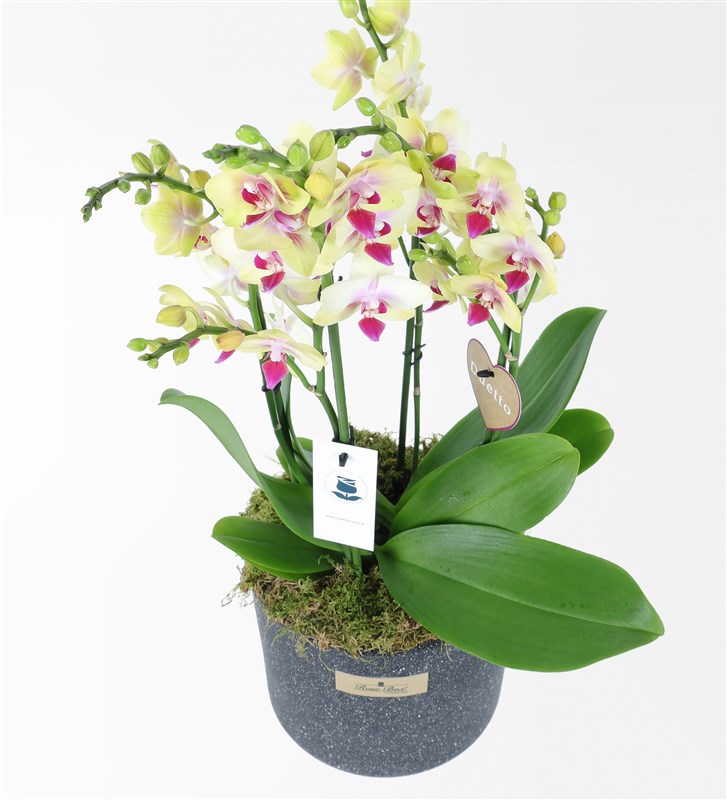 Yellow 4-Stemmed Duetto Orchid
