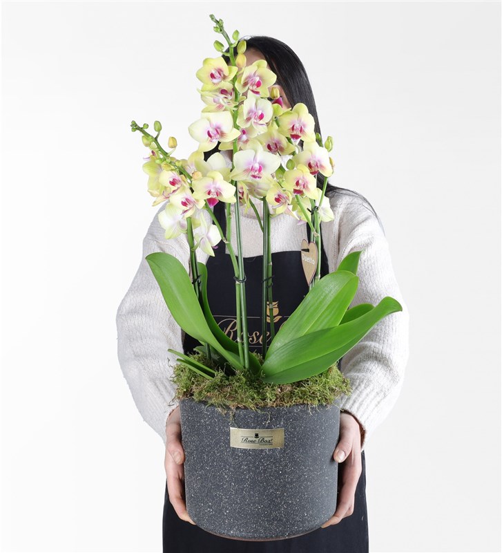 Yellow 4-Stemmed Duetto Orchid