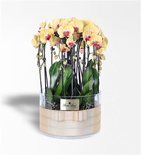 10-Stemmed Yellow Cascade Orchid