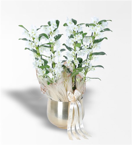 Four-branched bamboo orchid (Dendrobium) arrangement in a gold metal pot.