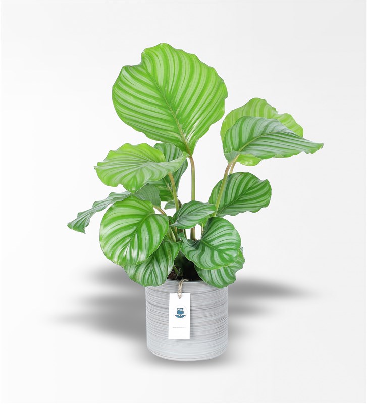 Byk Calathea Orbifolia - Dua iei
