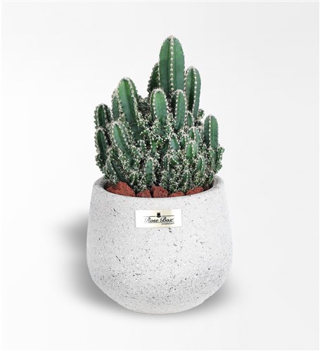 Arizona Cereus Cactus
