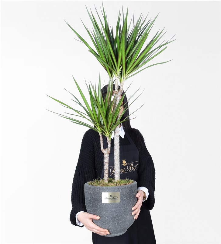 2-Piece Marginata in Sandy Concrete Pot