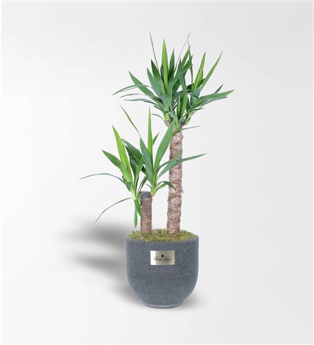 2 Yucca in a Sandy Concrete Pot