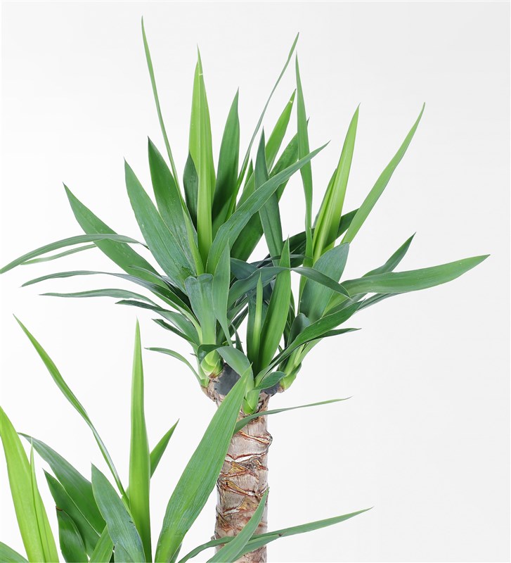 2 Yucca in a Sandy Concrete Pot