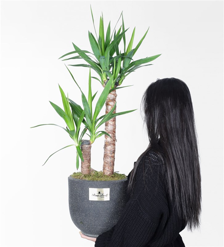 2 Yucca in a Sandy Concrete Pot