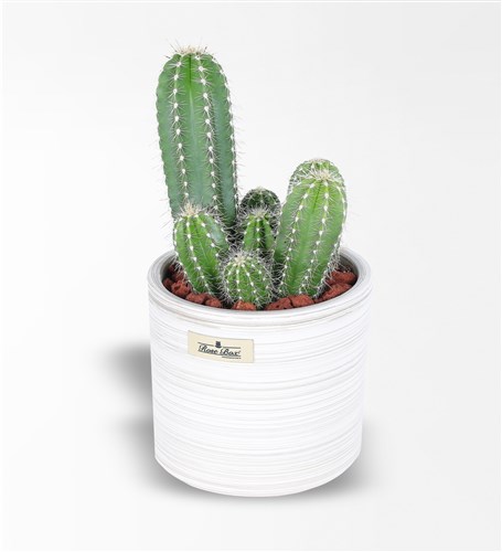 Nevada Pilos Cactus