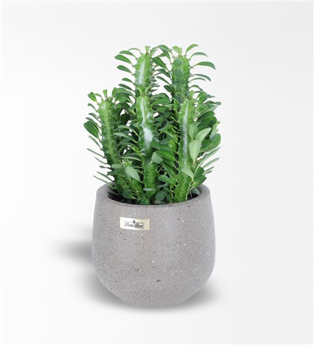 Green Milk Tree Euphorbia Trigona Cactus