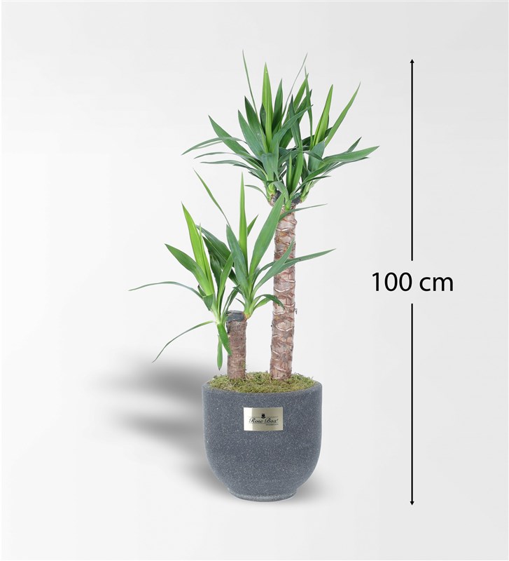 2 Yucca in a Sandy Concrete Pot