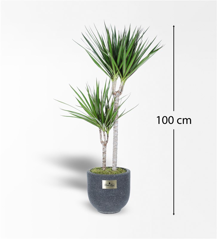 2-Piece Marginata in Sandy Concrete Pot