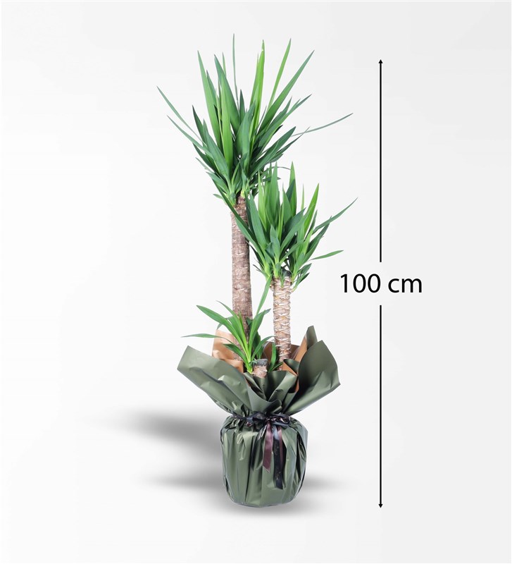 3 Yucca Plants