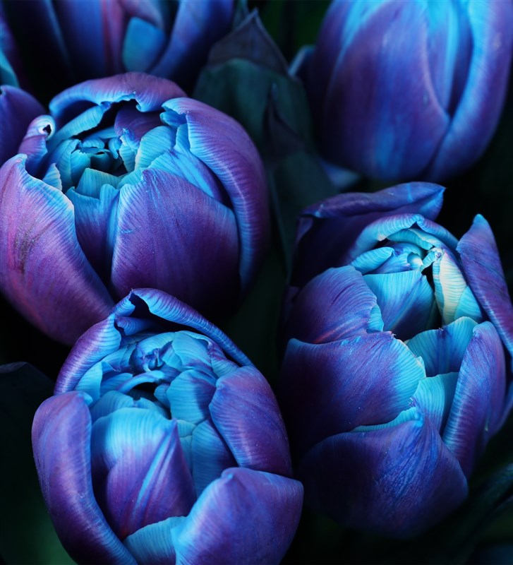 30 Blue Galaxy Tulip Bouquet